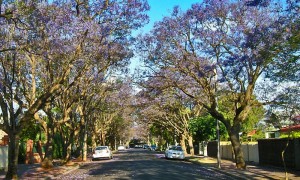 Trees-in-Unley