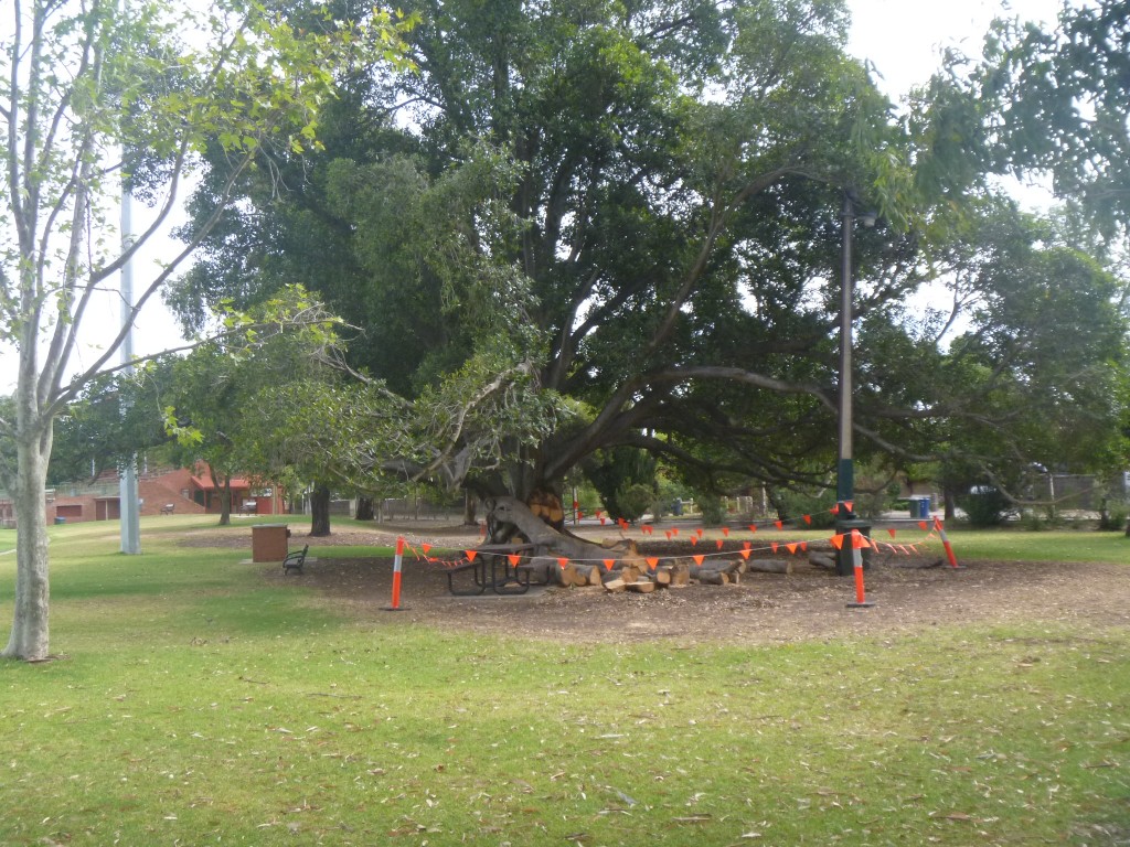 Goodwood Oval Morton Bay Fig Tree