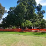 Goodwood Oval Port Jackson Fig Tree