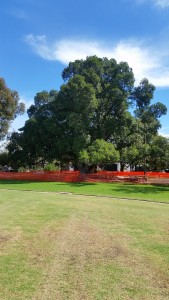 Goodwood Oval Port Jackson Fig Tree